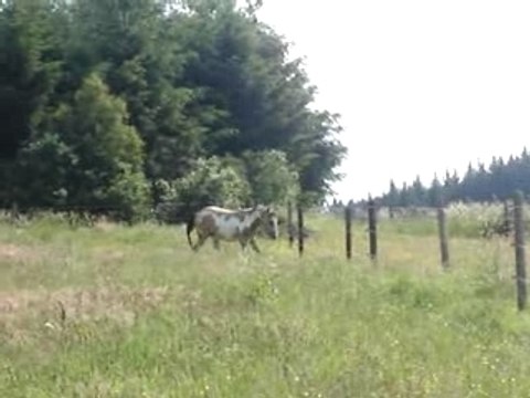 Tarzan Tuxedo, étalon Paint Horse, 2 ans