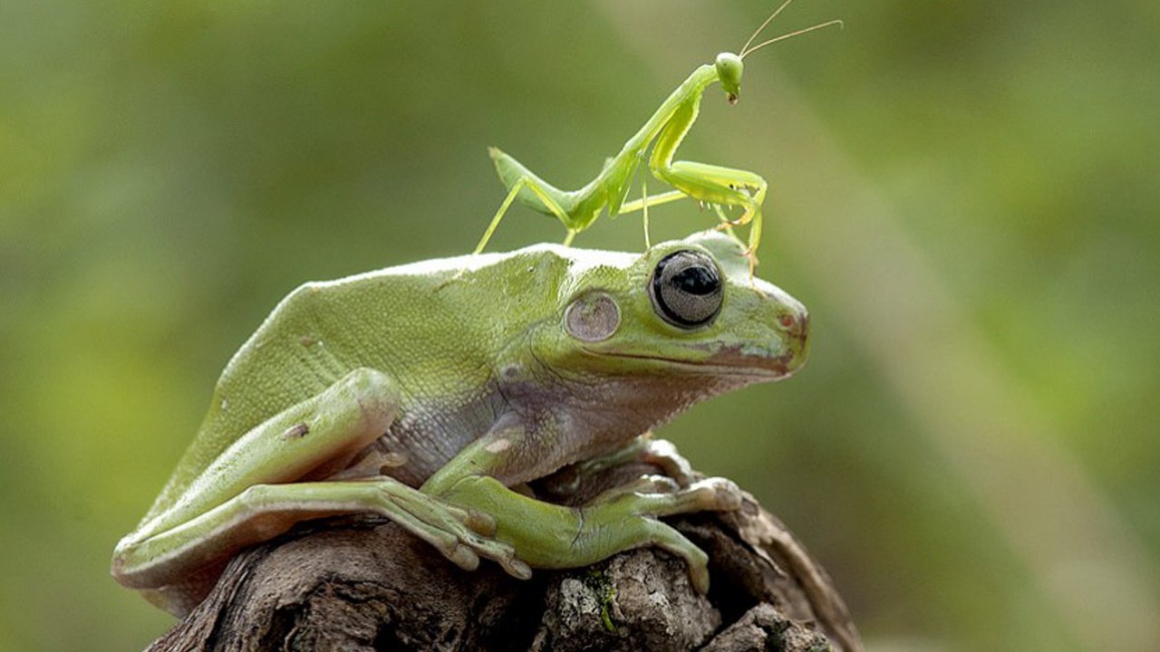 Top 6 Weirdest Baby Insects You Won’t Believe Are Real