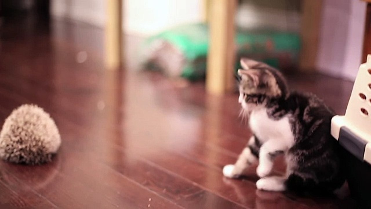 KITTEN MEETS HEDGEHOG