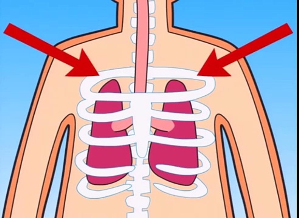 How Do My Lungs Work?