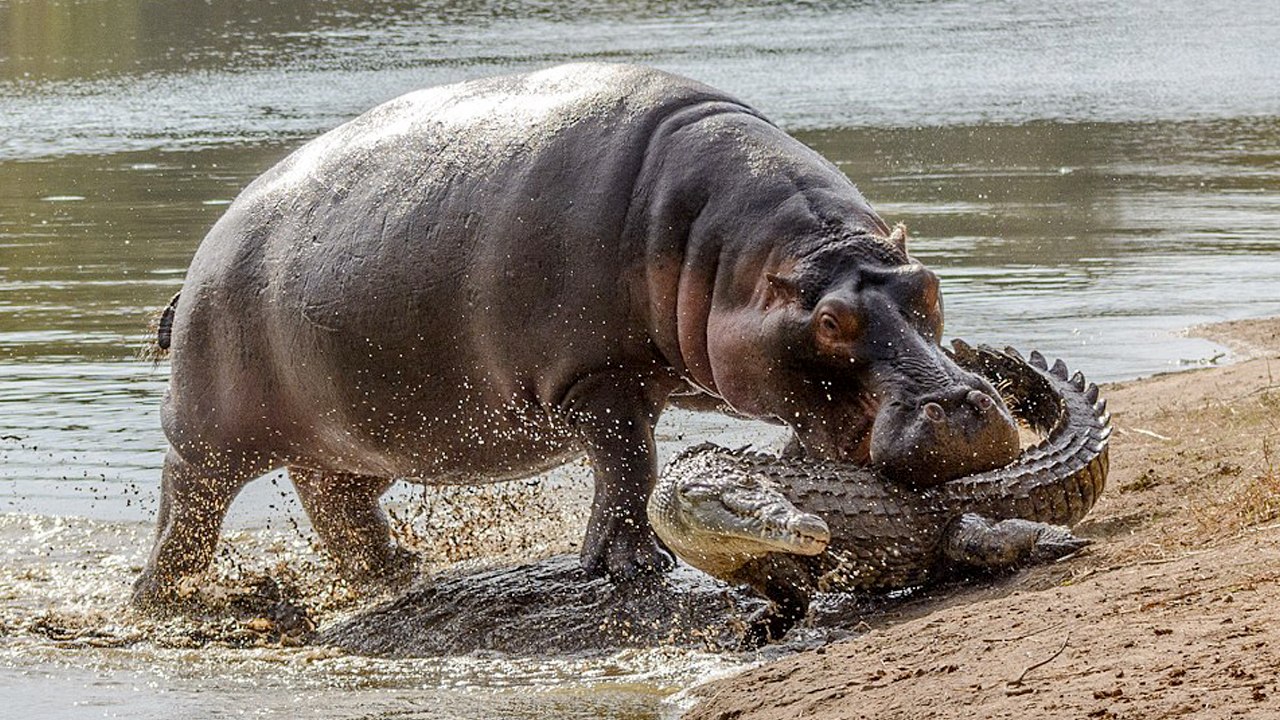 10 Highly Dangerous Herbivores You Should Avoid