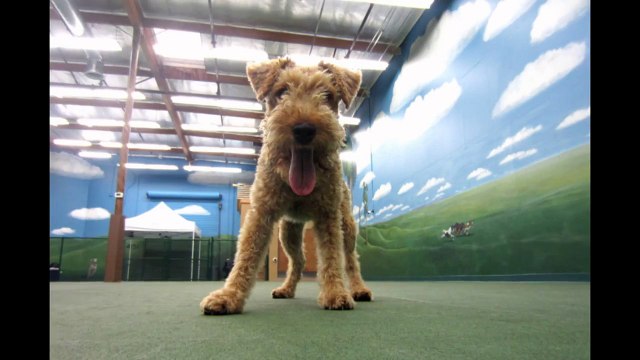 Dog Daycare San Marcos