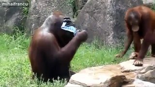 Top 10 Funny Monkey Videos Compilation
