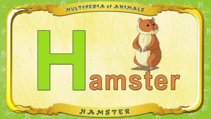 Multipedia of Animals. Letter H Hamster