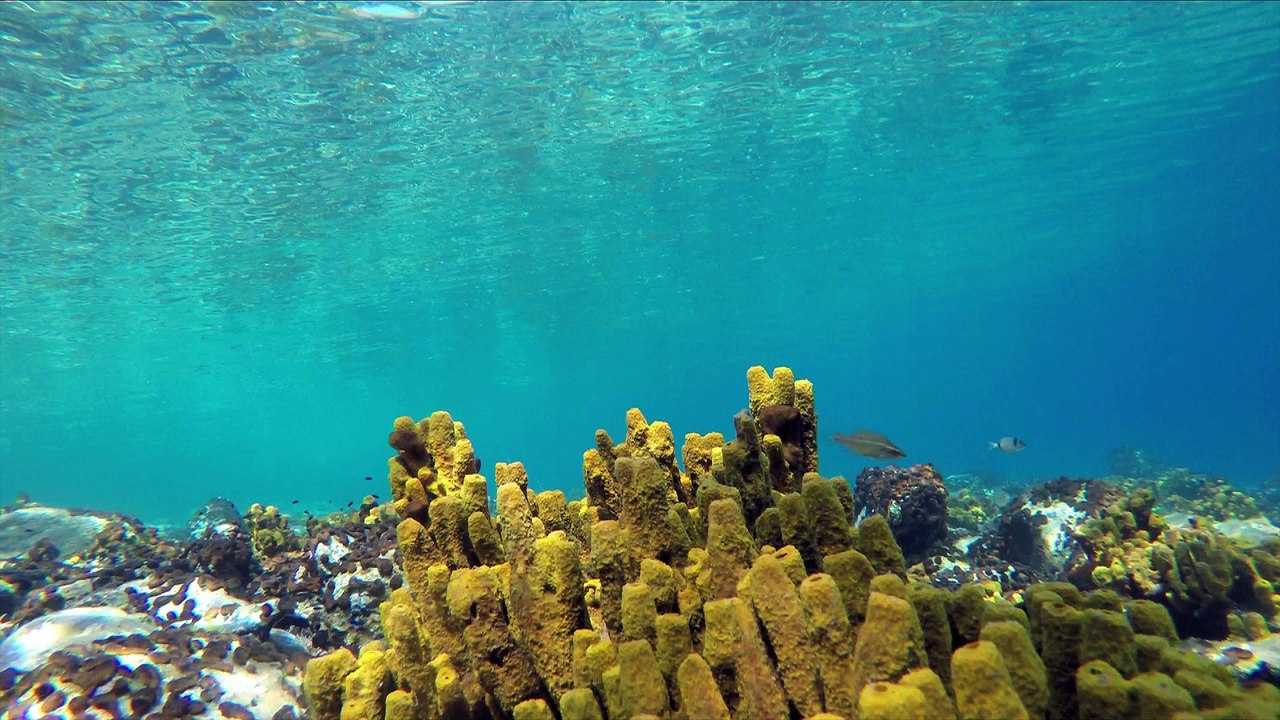 Snorkeling in Sithonia Halkidiki Greece 2015, GoPro