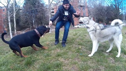 Rottweiler vs Siberian Husky