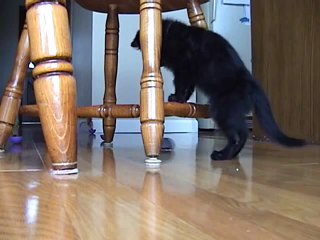 Kitten afraid of remote control mouse