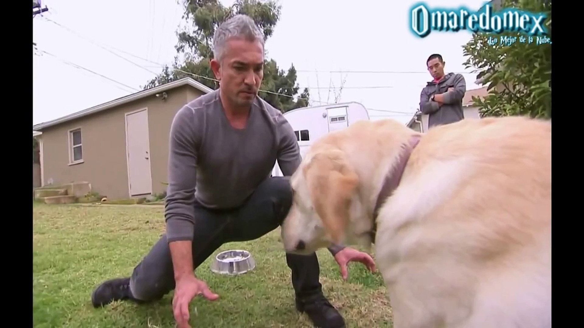 Un perro muerde al encantador de perros, César Millán – Видео Dailymotion