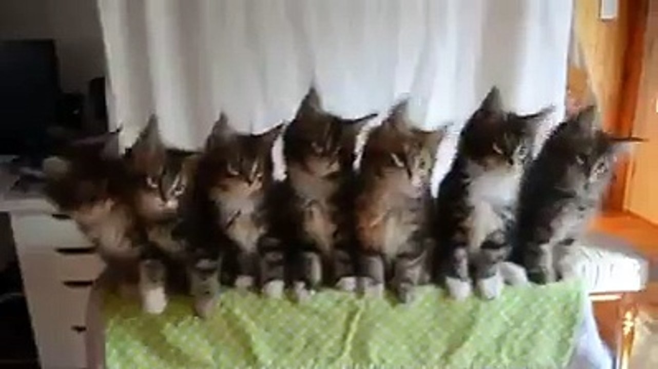 Cats Dancing Video
