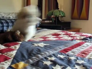How A Crazy Shih Tzu Releases Pent Up Energy