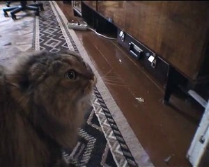 Cat Teasing funny video clips