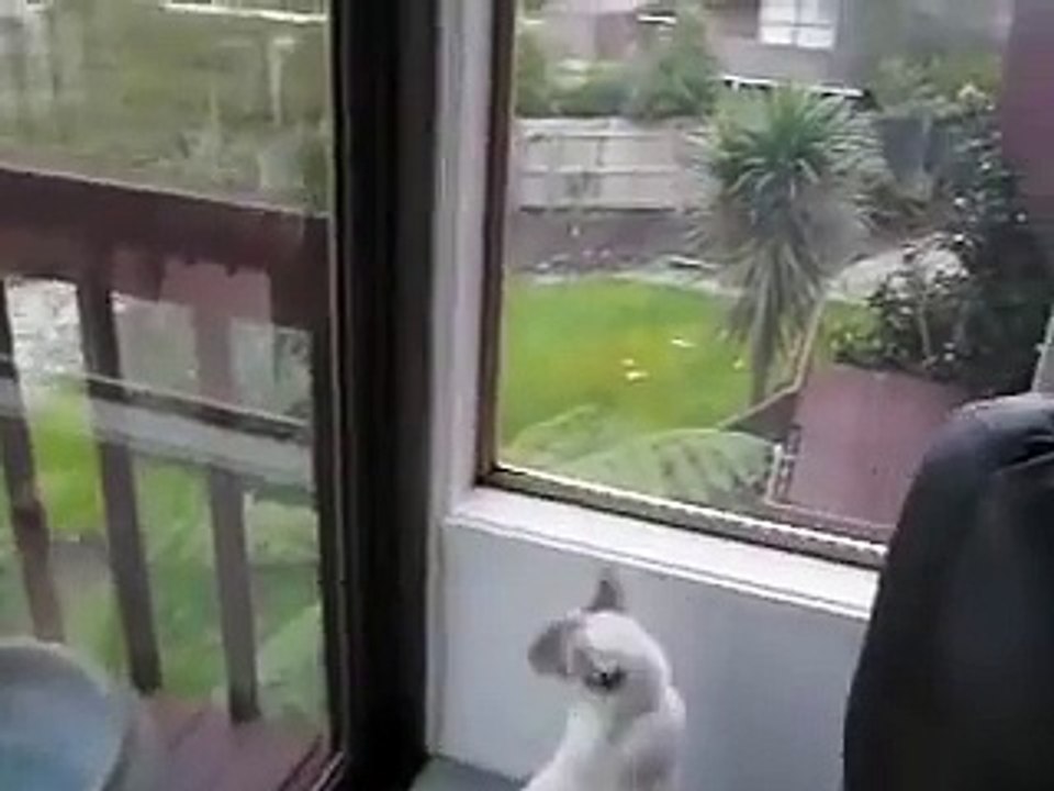 funniest videos