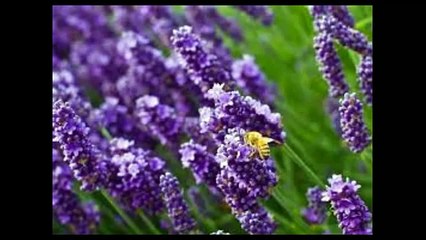 Лаванда Магия эфирных масел