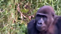 She Grows Up With Gorillas…But 12 Years Later When They’re Reunited? I’m Speechless!