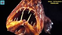 Okyanustaki İLginç Yaratıklar -  İnteresting Creatures İn The Ocean (Funny Videos 720p)