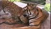 Необычная дружба животных видео, топ-10 союзов между животными