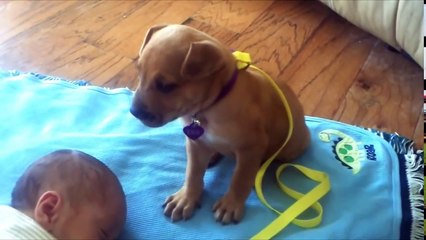 Лучший охранник для вашего малыша