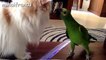 Funny clips Parrots Annoying Cats Compilation new  2016