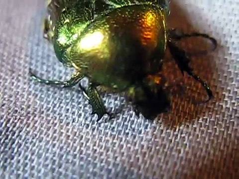 ка выглядит жук Золотистая бронзовка-