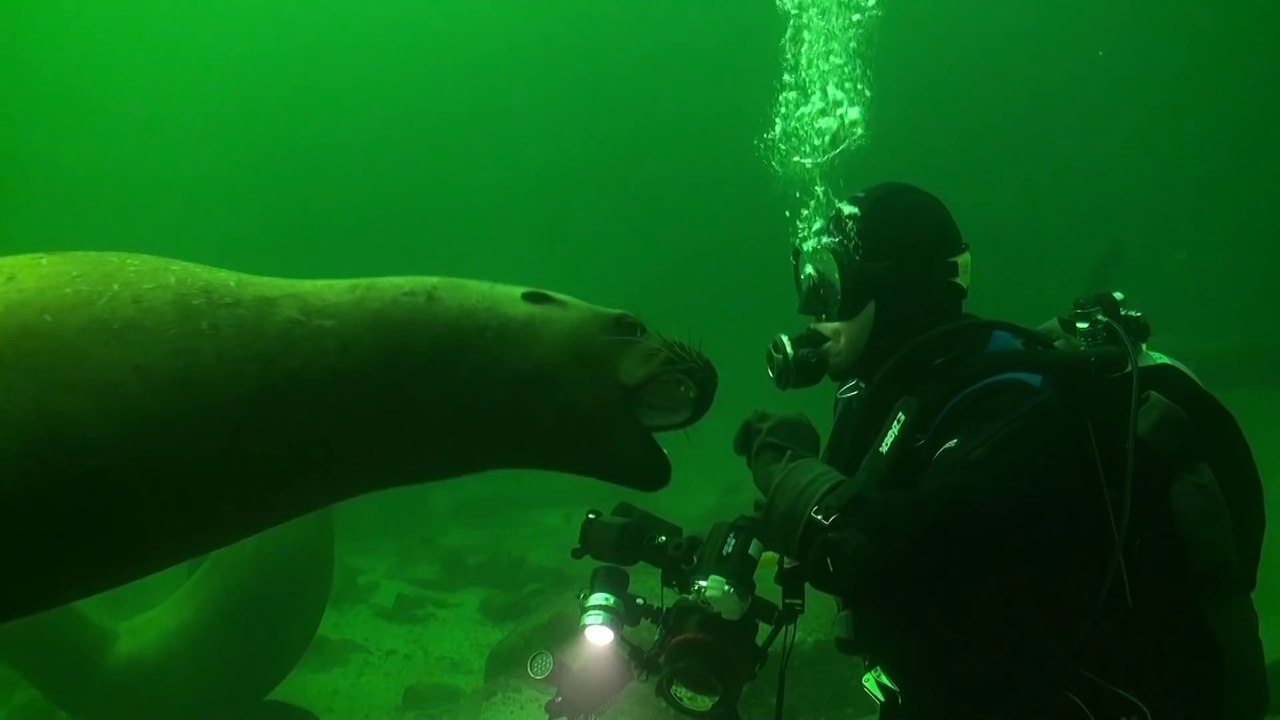 Des otaries s'amusent avec des plongeurs au Canada.. Tellement mignon !