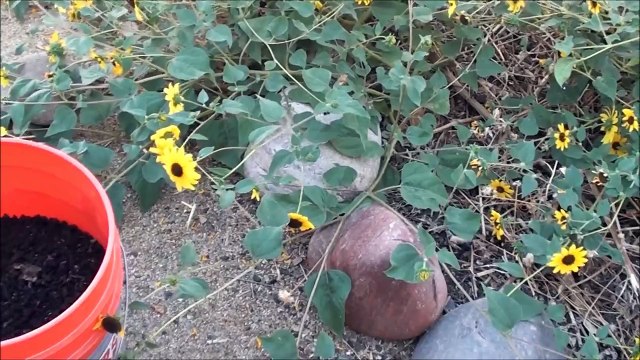 HOW TO use worm castings