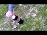 backwards and slowmotion mentos and coca cola cool explosion chalenge