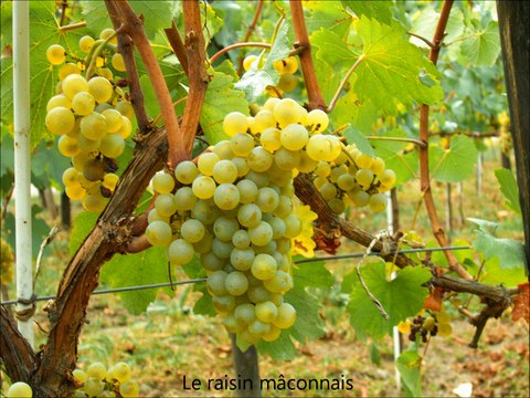 Une promenade dans le Mâconnais A la recherche de Jean-Sébastien