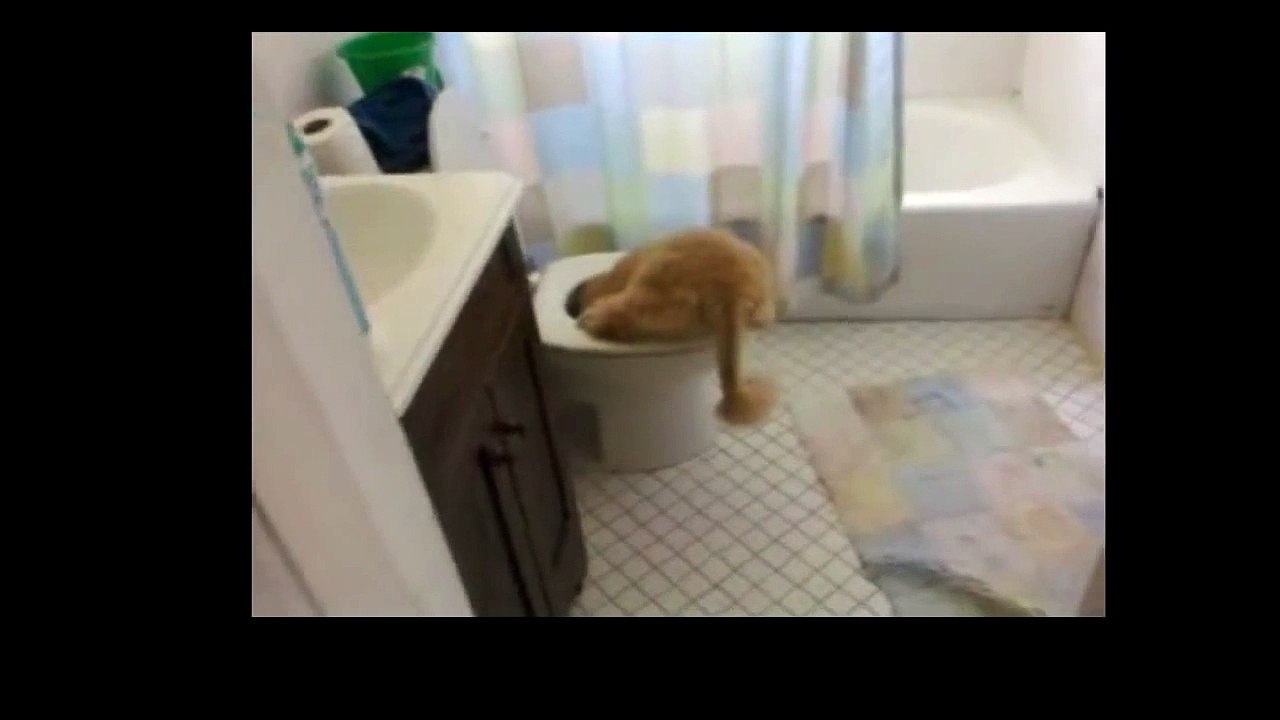 Funny Cats -Funny Videos - Funny animals -Funny Animal Videos 2016-1