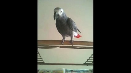 African Grey Parrot Funny Dance!