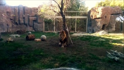 Lion Tries To Attack And Spray Roaring Girl!