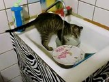 3ペット - 猫は洗濯ボウルや食器が大好き - クレイジー驚き - Los gatos aman los platos y el cuenco de lavar