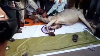 COW ON INDIAN FLAG