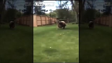 Bear Attacks Deer in Suburban Backyard - YouTube