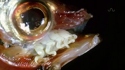 CREATURE EATS AND BECOMES TONGUE - YouTube