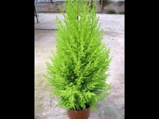 Применение масла кипариса