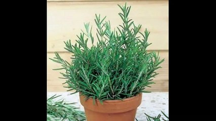 Розмарин Магия эфирных масел