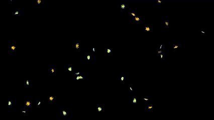 Листья падают.Футаж хромакей