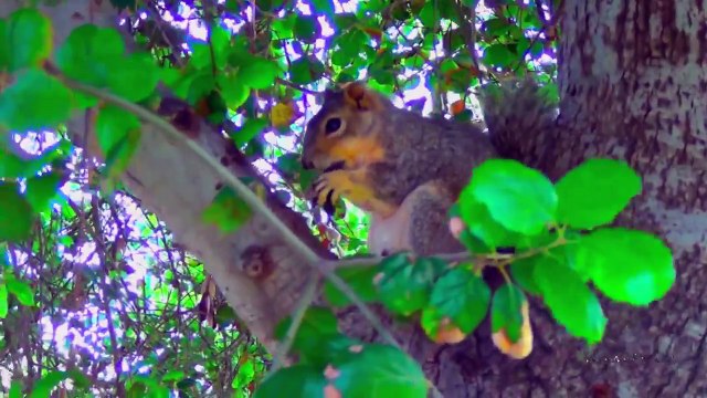 Белка сидит на дереве, видео крупным планом