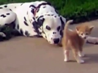 Маленький пушистый друг Долматинца