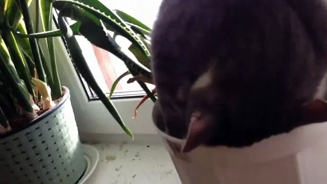 Кошки спят в смешных позах. Подборка Топ 7