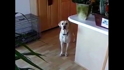 Очень смышленная собака!