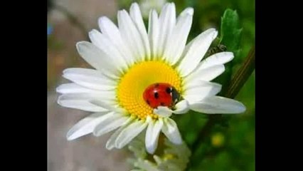 Ромашка Магия эфирных масел