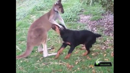 Yazık çok eğlenceli kısa video görüntüleri toplama başarısız olur. Birkaç saniye lol.