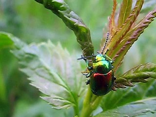блестящий жук с металической окраской Chrysolina graminis