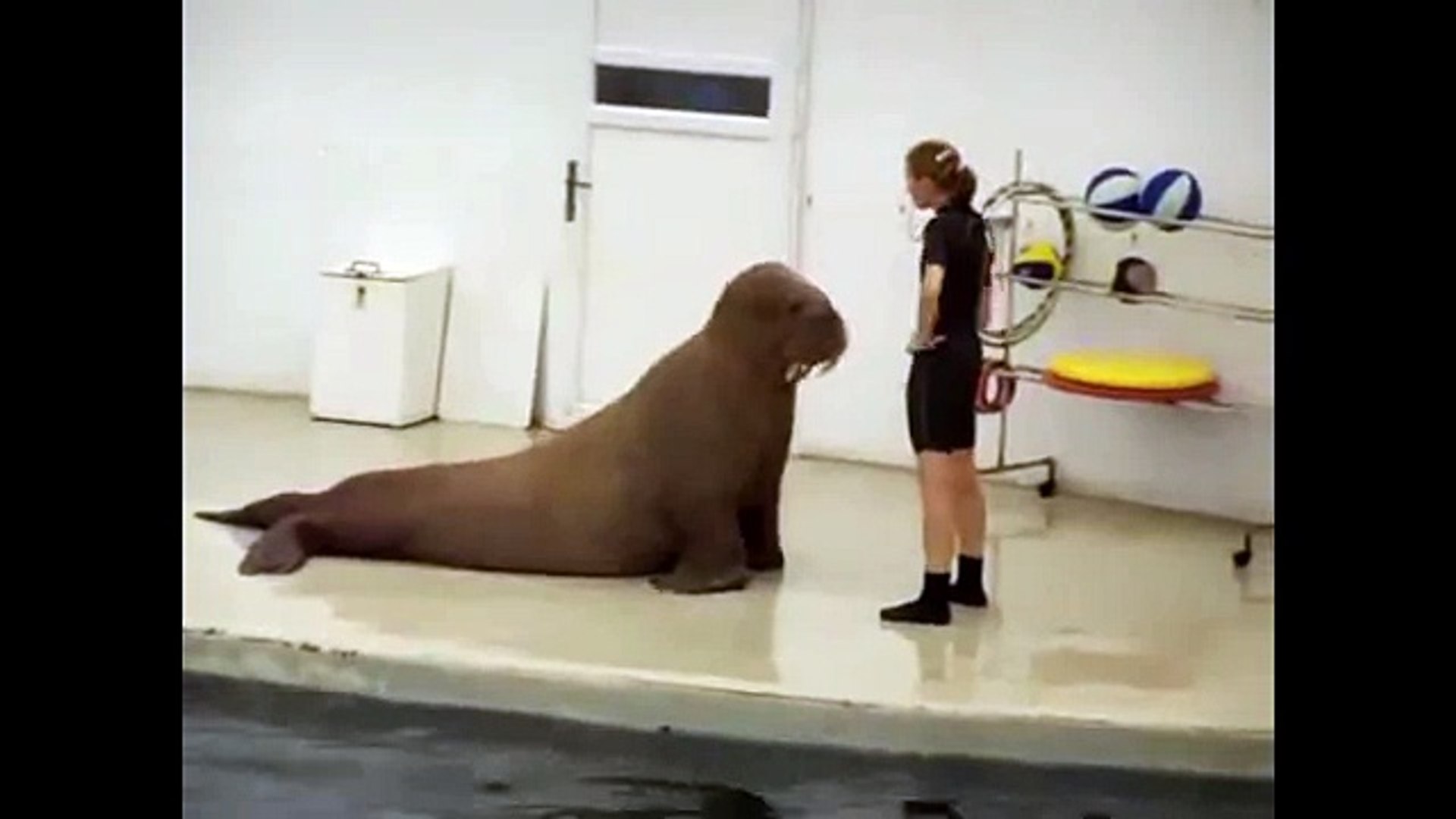 Животные занимаются спортом