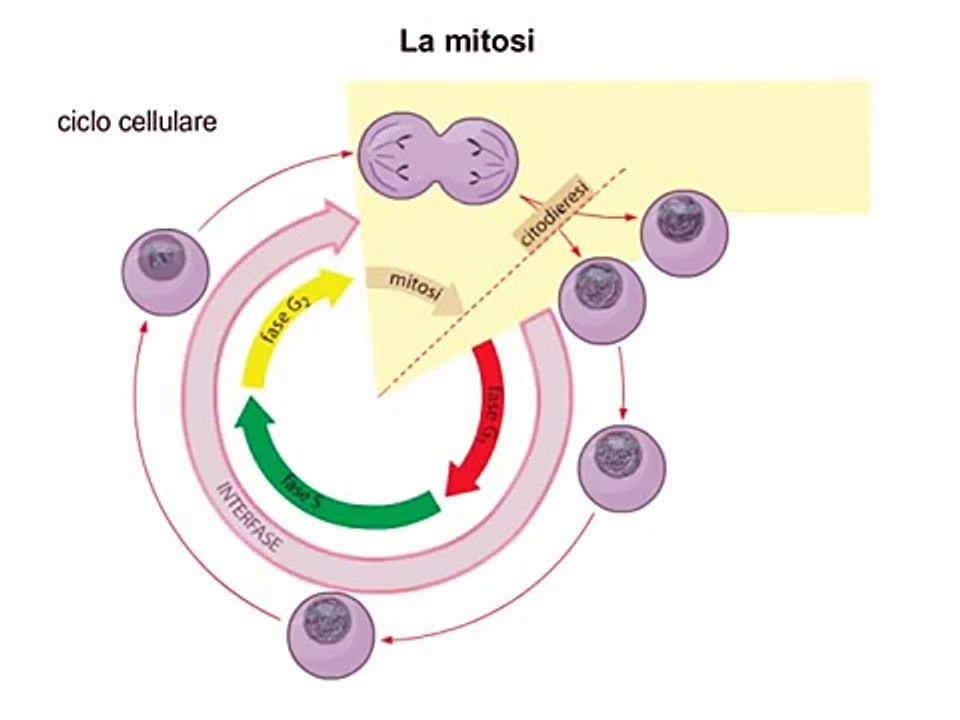 Mitosi