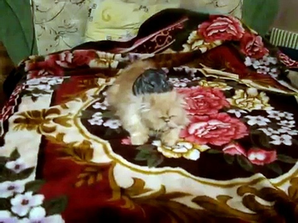 Пушистый кот и шиншилла