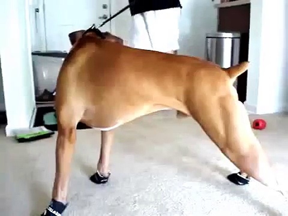 Собака в тапках!))
