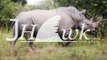 Close Encounter With Ugandan Rhinos
