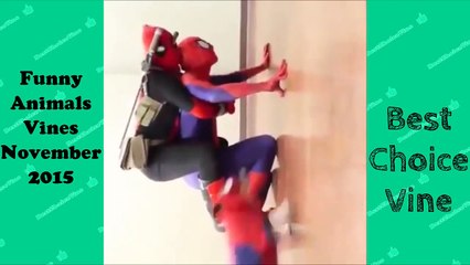Funny Animals Vines November 2015 BestChoiceVine